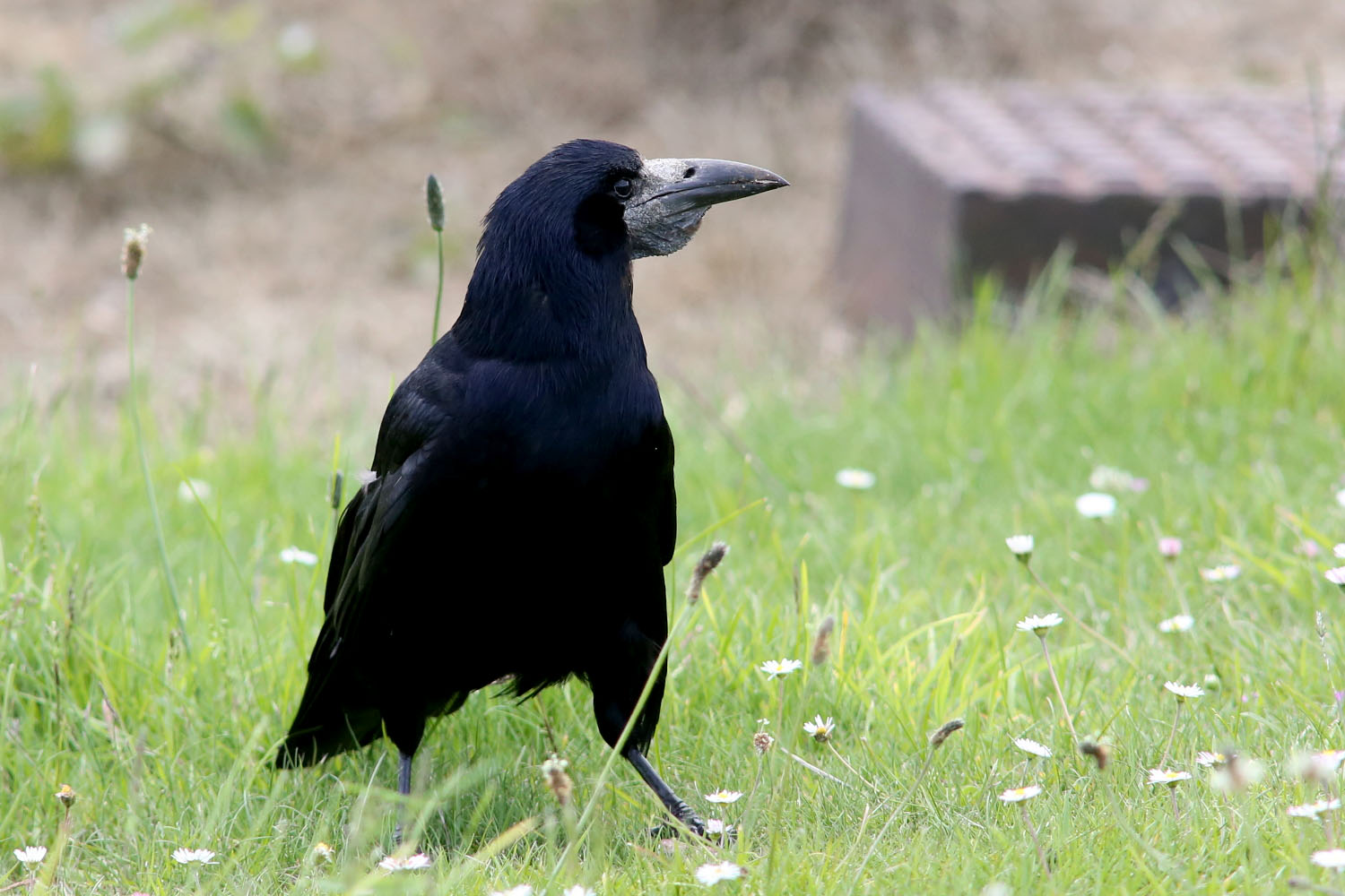 All about the Rook - GardenBird