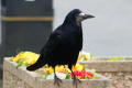 Rook image from gardenbirdwatching.com