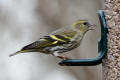 Siskin image from gardenbirdwatching.com