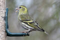 Siskin