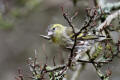 Siskin