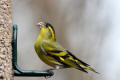 Siskin