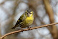 Siskin