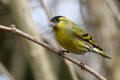 Siskin