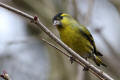 Siskin