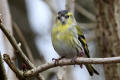 Siskin