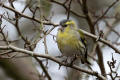 Siskin