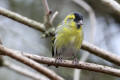 Siskin