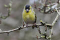 Siskin