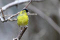 Siskin