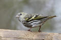 Siskin