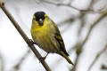 Siskin