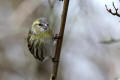 Siskin