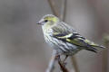 Siskin