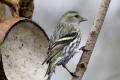 Siskin