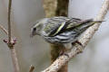 Siskin