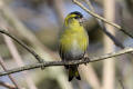 Siskin