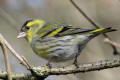 Siskin