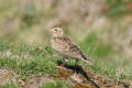 Skylark