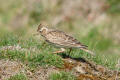 Skylark