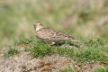 Skylark