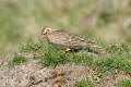 Skylark