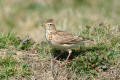 Skylark