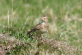 Skylark