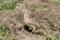 Skylark