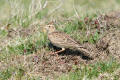 Skylark