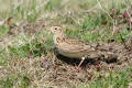 Skylark