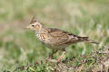 Skylark