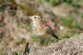 Skylark