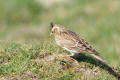 Skylark