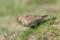 Skylark