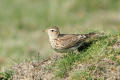 Skylark