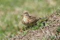 Skylark