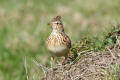 Skylark