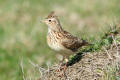 Skylark image from gardenbirdwatching.com