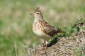 Skylark