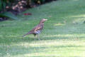 Song Thrush