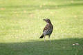 Song Thrush