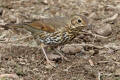 Song Thrush