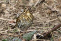 Song Thrush