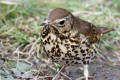 Song Thrush