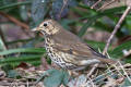 Song Thrush