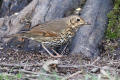 Song Thrush