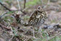 Song Thrush