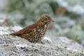 Song Thrush