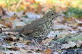 Song Thrush